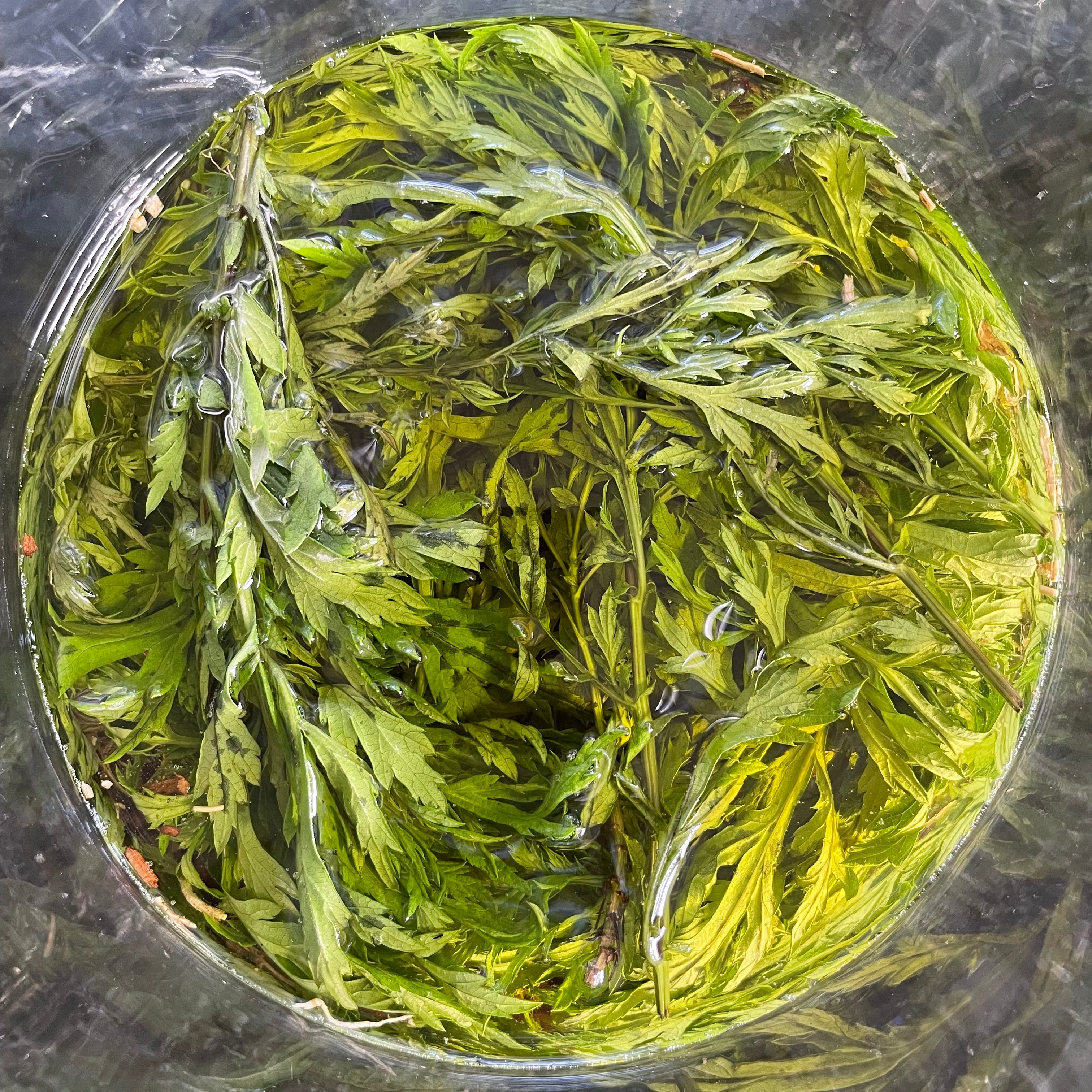 Pasteur Lucid Dream Balm balsamo sogni artemisia e sandalo